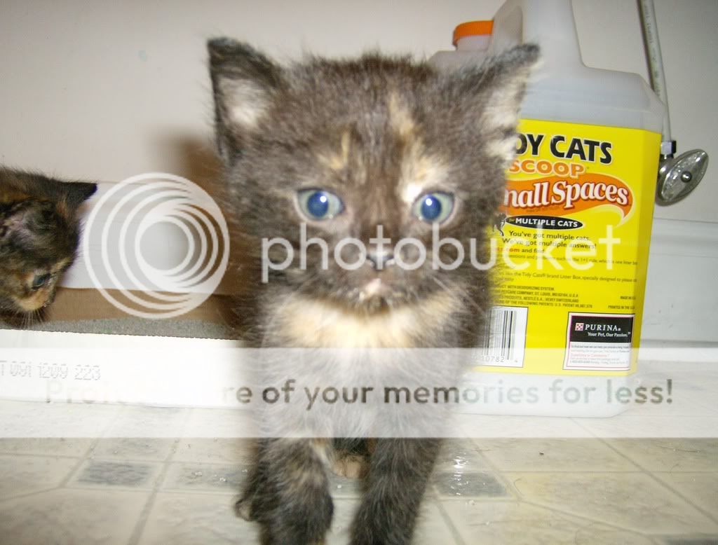 Kittens003.jpg
