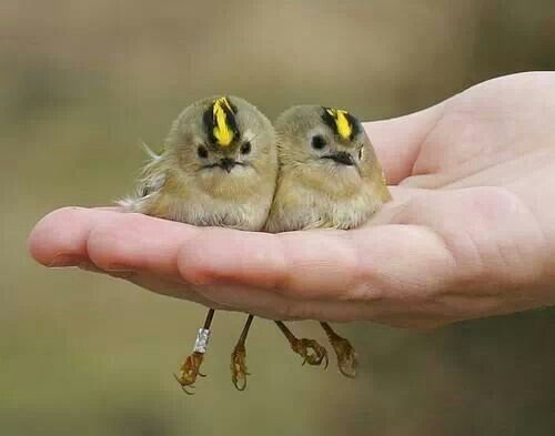 d96726d0acdfb402609f8dc68bc16904--two-birds-kinds-of-birds.jpg