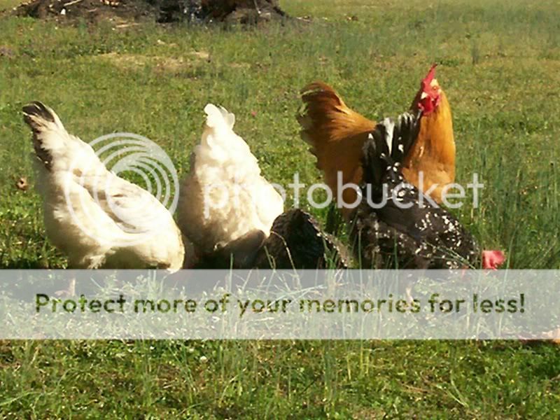 freerangechickens007.jpg