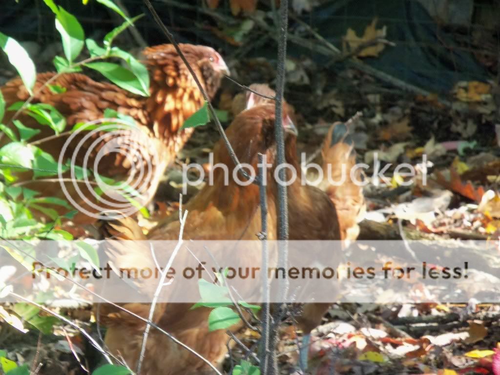 lionlopsoct050.jpg