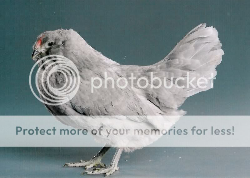 selfblue2001.jpg