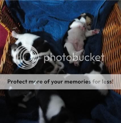 puppies2wks52314.jpg