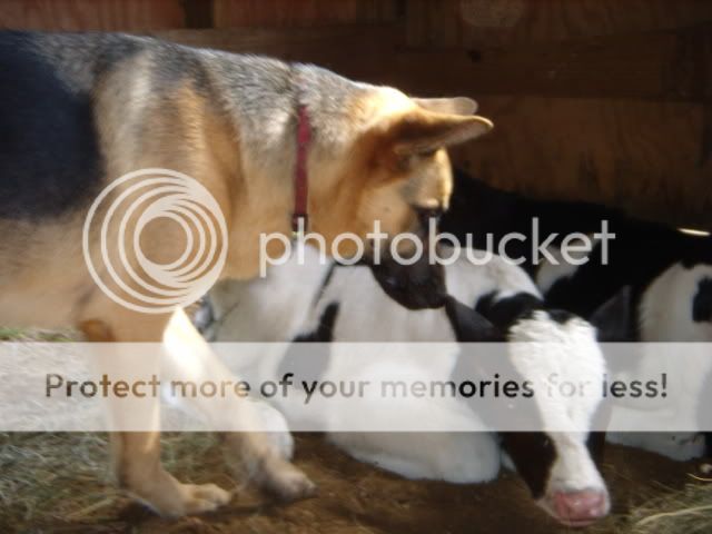 calves011.jpg