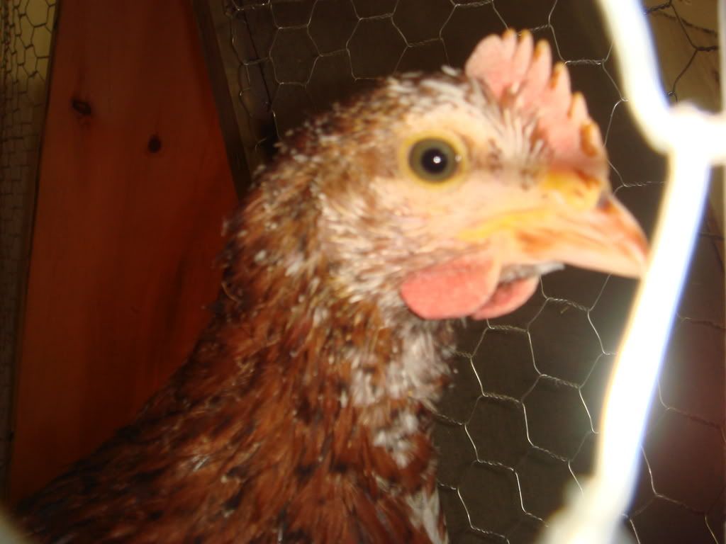 Chicks74and2wks22-1.jpg