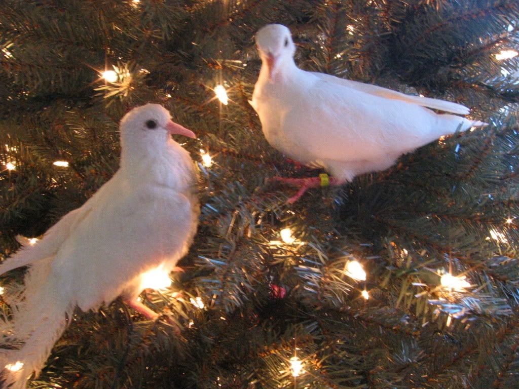 IMG_6233.jpg