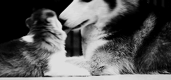 tumblr_lz4zlbbvKe1r2fs0co8_250.gif