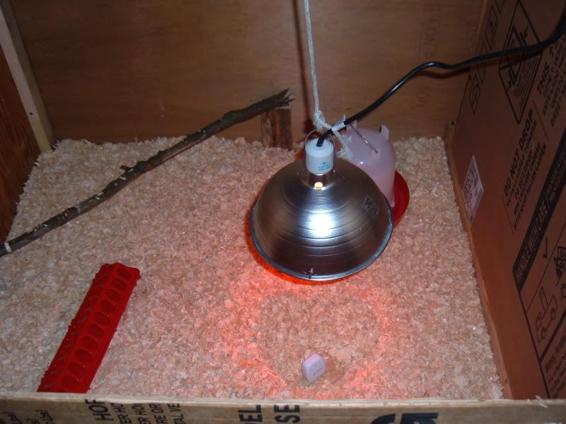 ChickenCoop020.jpg