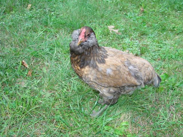 August_chickens_lemonade094.jpg