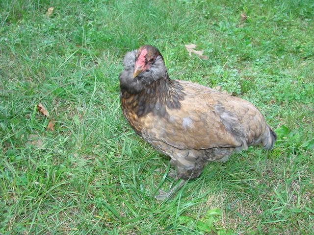 August_chickens_lemonade094.jpg