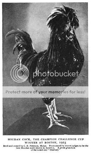 rev_petersen_houdan_rooster_danburygrandson.png
