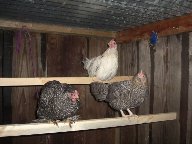 Chicken056.jpg