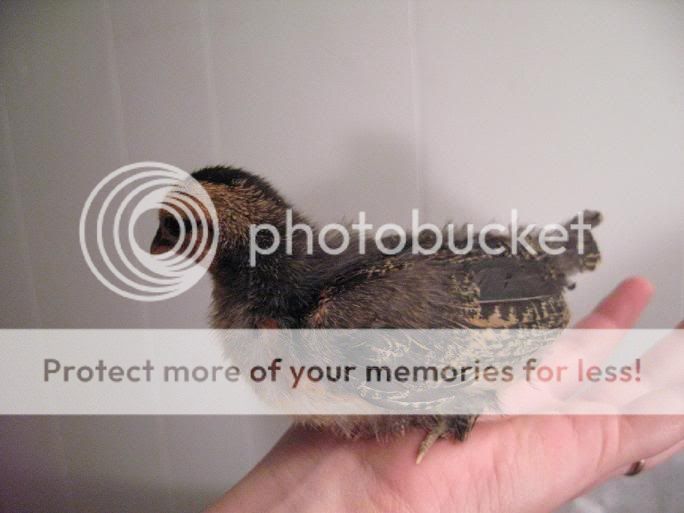 chick1otherside.jpg
