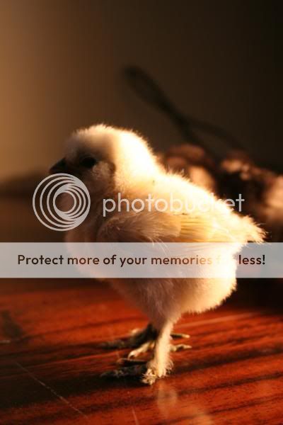 chickssss045.jpg