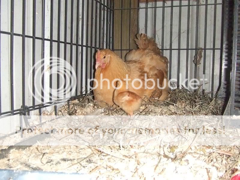 chick7.jpg