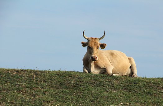 cow-2717648__340.jpg