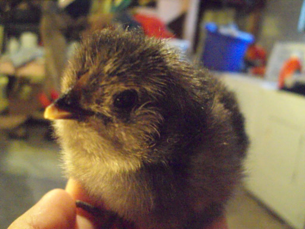 ChickPicks111.jpg