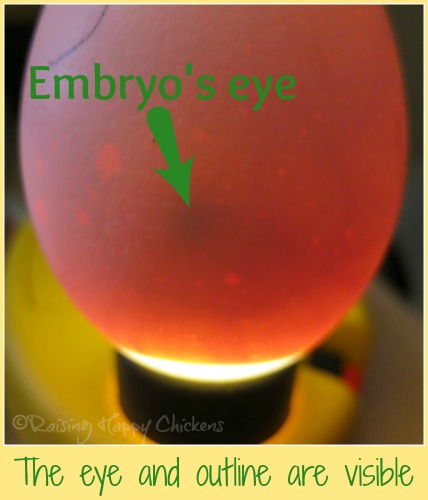hatching-eggs.jpg