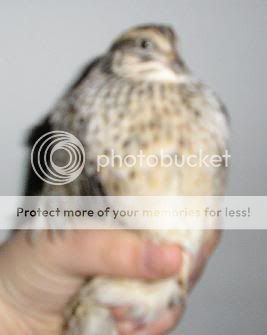 Coturnix24-2-09.jpg