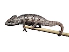 buy-oustalets-chameleon.jpg