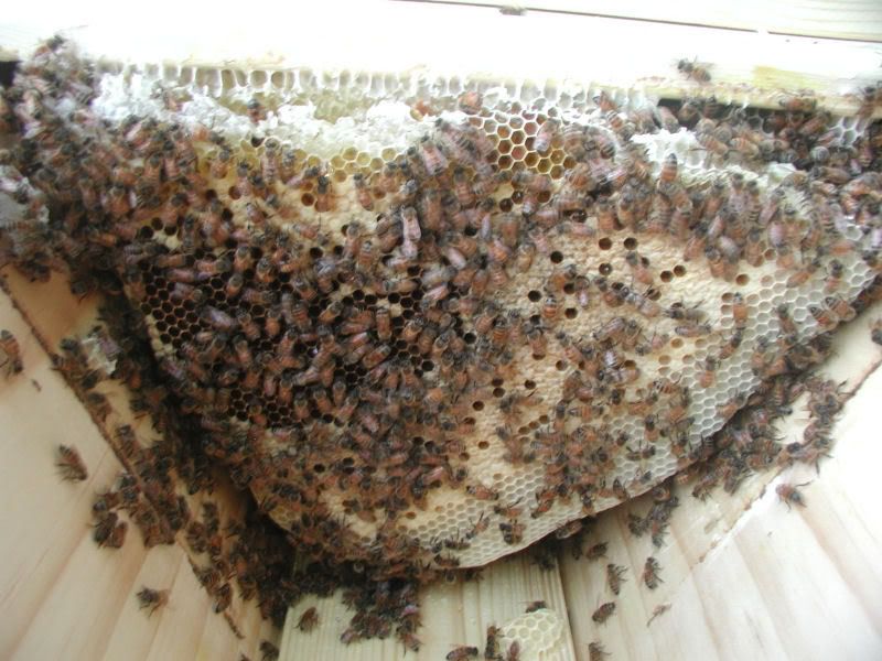 bees7.jpg