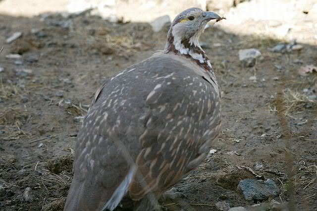himalayan_snowcock_9436_db.jpg