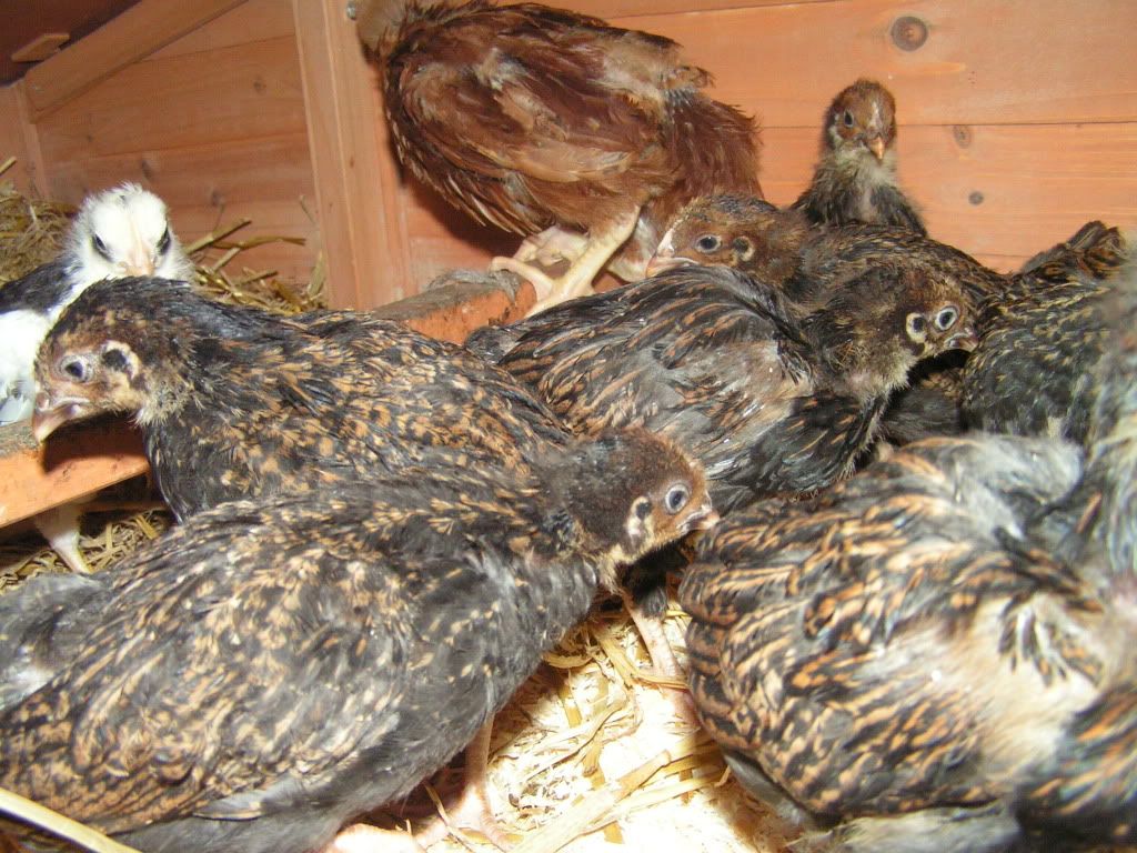 Chickens6.jpg