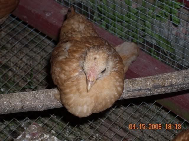 DSCN1144.jpg