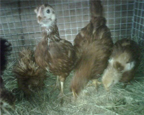 chickens3.jpg