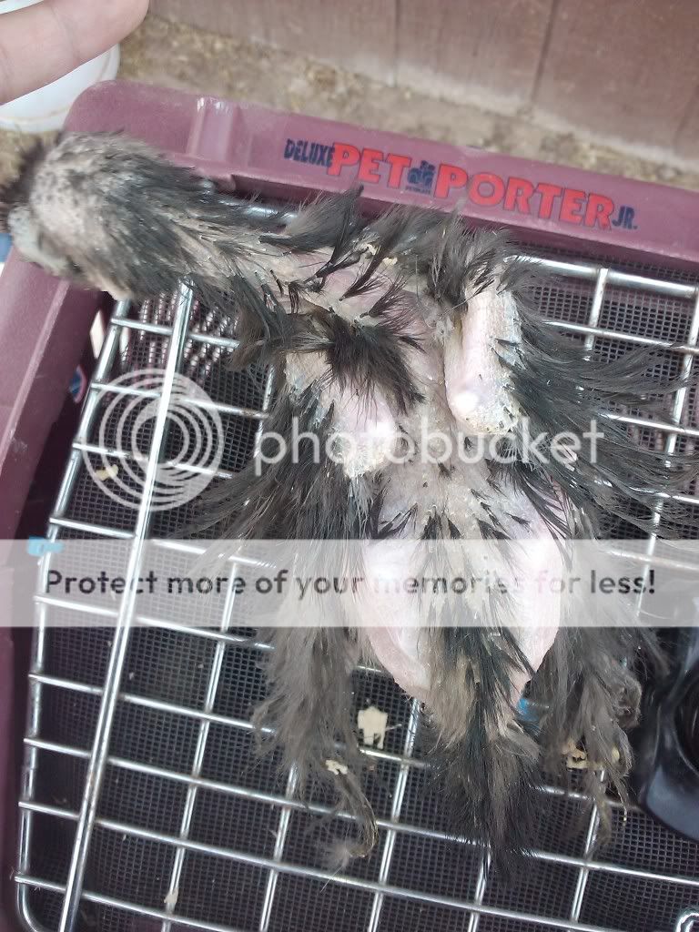 2011-02-18114238.jpg