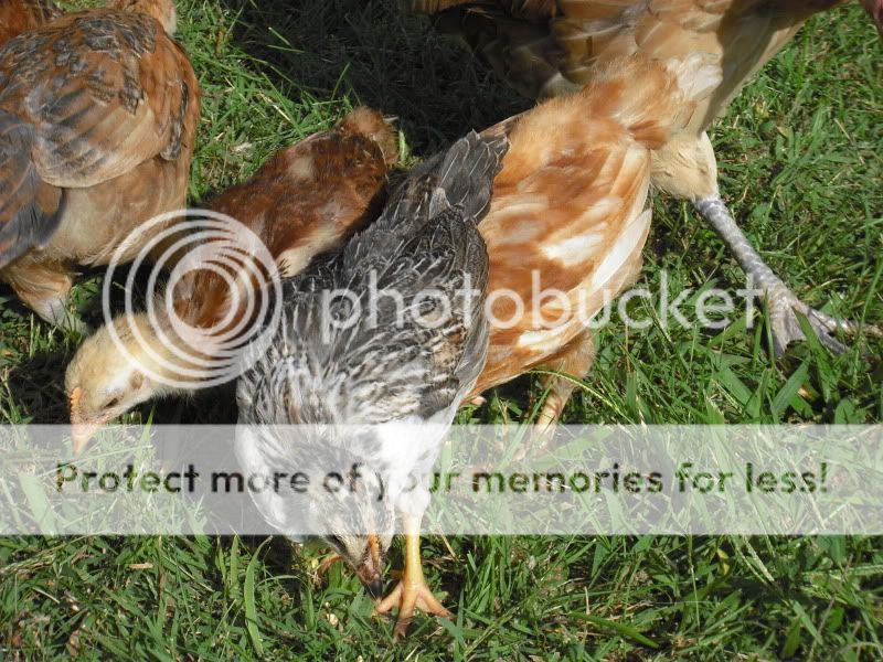 Chicks004-1.jpg