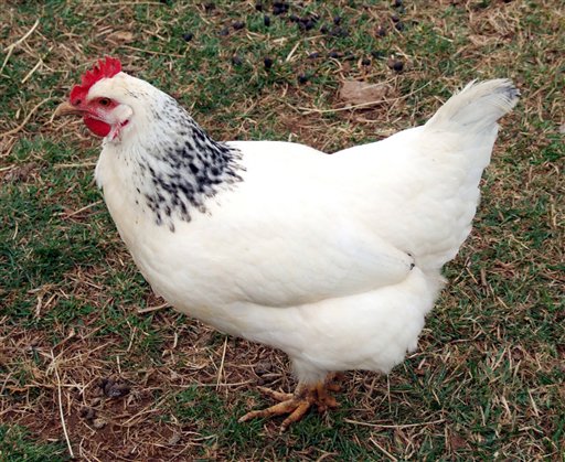 heritage-hens.jpg
