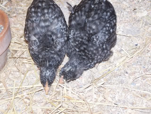 2sisters.jpg
