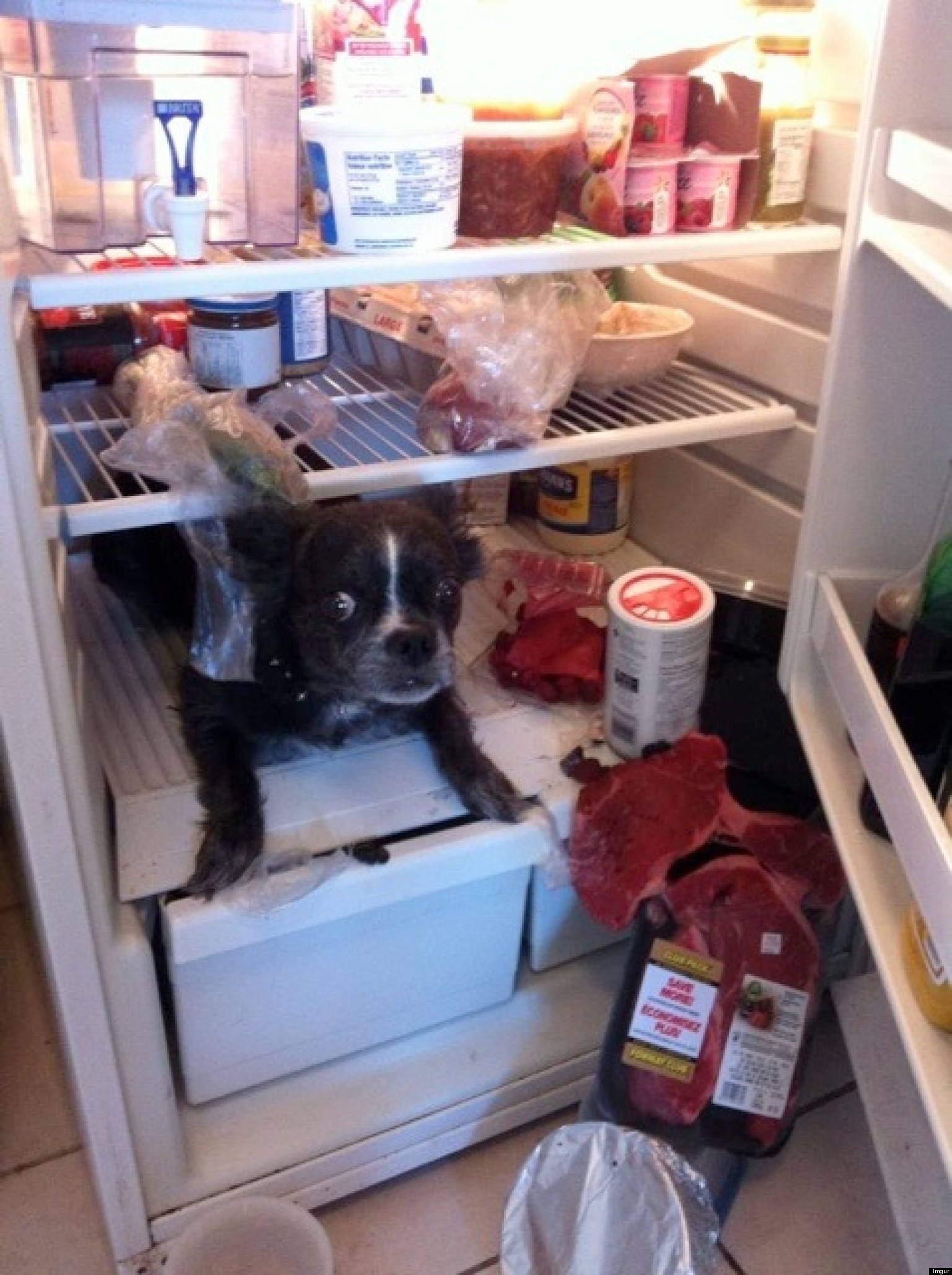 o-DOG-HIDING-REFRIGERATOR-STEAKS-facebook.jpg