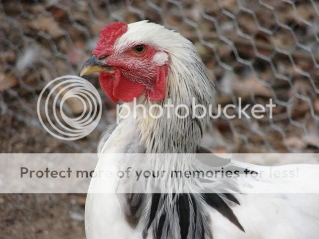 rooheadclose.jpg