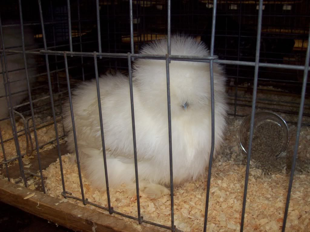 silkies004.jpg