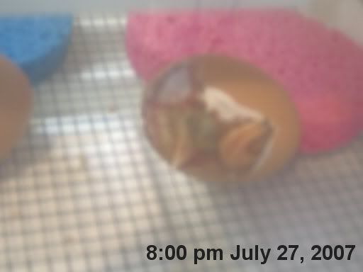 hatchingchicks0211.jpg