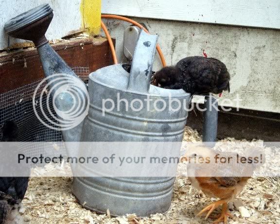 chickensfathersday026.jpg