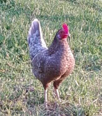chicken.jpg