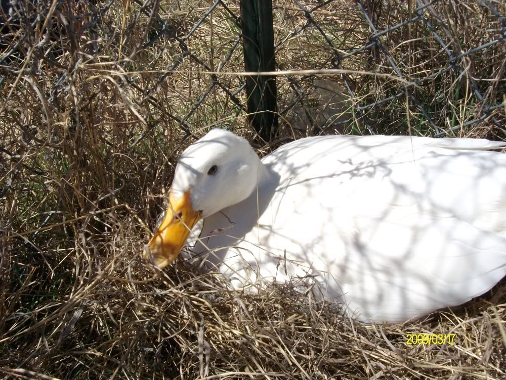 Spring09_2018.jpg