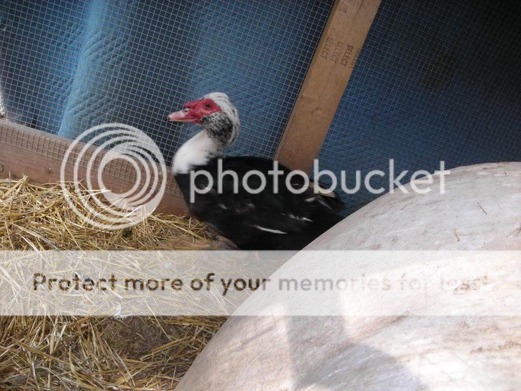 DSCN7445.jpg