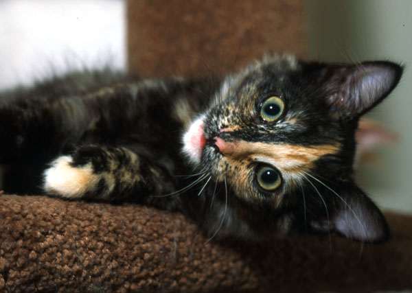 Kitty.jpg
