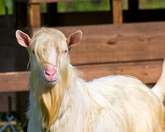 billy-goat.jpg