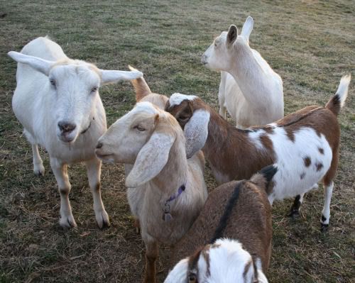 jangoats2.jpg