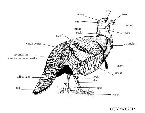 turkey-external-anatomy-with-labels-w640h480.jpg