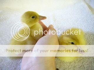 sweetducks.jpg