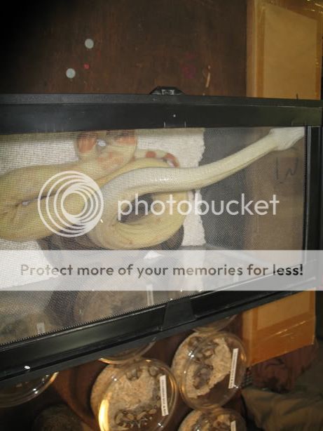 reptileshow019.jpg