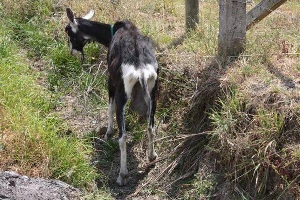 rosy_andanniethegoat021.jpg