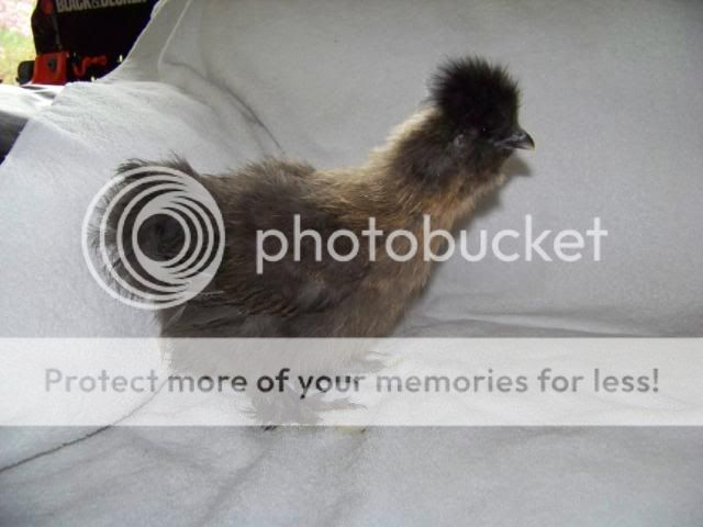 sgsilkies_010.jpg