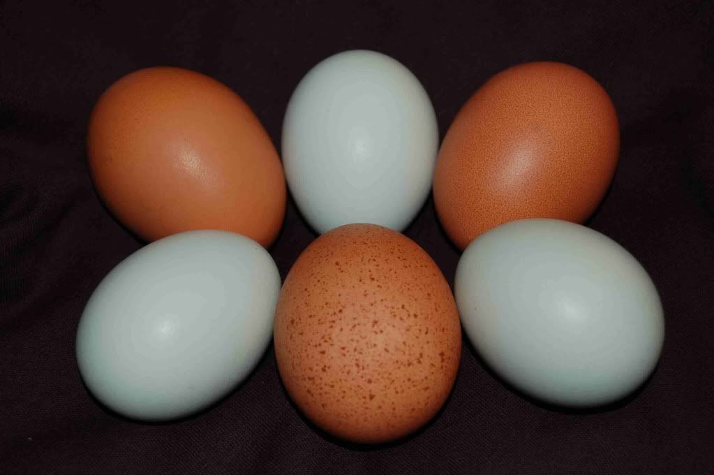 AmBarneggs.jpg