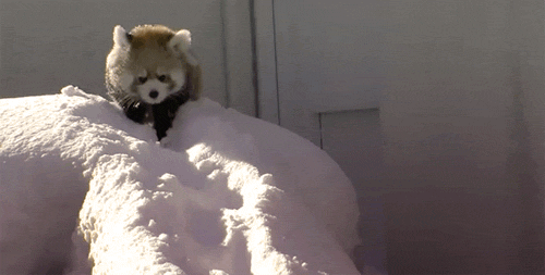 tumblr_lzf4wmRa9R1qk3khso1_500.gif